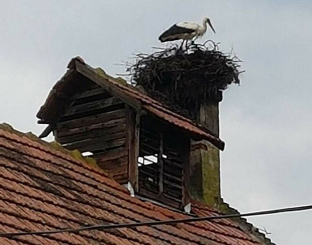 Где је ударио гром роде свиле гнездо